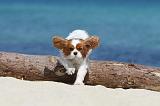 CAVALIER KING CHARLES 129